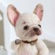 Adorable French Bulldog Teddy Puppies &amp; Care | Teddy Information – Everything You Need to Know About Teddy Bears