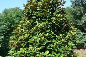 Teddy Bear Magnolia Size: Guide & Chart Teddy Information – Everything You Need to Know About Teddy Bears Teddy Bear Magnolia Size: Guide & Chart | Teddy Information – Everything You Need to Know About Teddy Bears