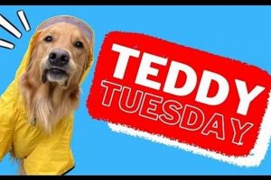 Adorable Teddy the Golden Retriever's YouTube Adventures | Teddy Information – Everything You Need to Know About Teddy Bears