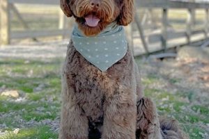 Adorable Teddy Goldendoodle Puppies: Find Your Cuddly Companion Teddy Information – Everything You Need to Know About Teddy Bears Adorable Teddy Goldendoodle Puppies: Find Your Cuddly Companion | Teddy Information – Everything You Need to Know About Teddy Bears