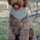 Adorable Teddy Goldendoodle Puppies: Find Your Cuddly Companion | Teddy Information – Everything You Need to Know About Teddy Bears