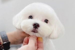 Adorable Maltese Teddy Bear Haircuts Teddy Information – Everything You Need to Know About Teddy Bears Adorable Maltese Teddy Bear Haircuts | Teddy Information – Everything You Need to Know About Teddy Bears