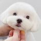 Adorable Maltese Teddy Bear Haircuts | Teddy Information – Everything You Need to Know About Teddy Bears