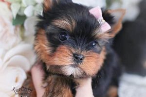 Adorable Teddy Bear Yorkie Puppies for Sale Now! Teddy Information – Everything You Need to Know About Teddy Bears Adorable Teddy Bear Yorkie Puppies for Sale Now! | Teddy Information – Everything You Need to Know About Teddy Bears