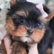 Adorable Teddy Bear Yorkie Puppies for Sale Now! | Teddy Information – Everything You Need to Know About Teddy Bears
