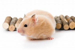 Are Teddy Bear Hamsters Friendly Pets? | Teddy Information – Everything You Need to Know About Teddy Bears