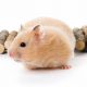 Are Teddy Bear Hamsters Friendly Pets? | Teddy Information – Everything You Need to Know About Teddy Bears