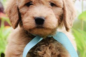 Adorable Miniature Teddy Bear Goldendoodle Puppies | Teddy Information – Everything You Need to Know About Teddy Bears
