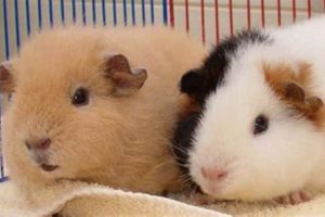 Adorable Cobaya Teddy Plush Toys for Kids Teddy Information – Everything You Need to Know About Teddy Bears Adorable Cobaya Teddy Plush Toys for Kids | Teddy Information – Everything You Need to Know About Teddy Bears