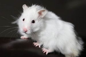 Adorable Teddy Bear Hamster: White Care Guide | Teddy Information – Everything You Need to Know About Teddy Bears