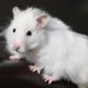 Adorable Teddy Bear Hamster: White Care Guide | Teddy Information – Everything You Need to Know About Teddy Bears