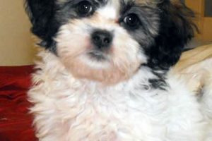 Adorable Teddy Bear Bichon Shih Tzu Puppies Teddy Information – Everything You Need to Know About Teddy Bears Adorable Teddy Bear Bichon Shih Tzu Puppies | Teddy Information – Everything You Need to Know About Teddy Bears