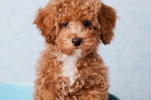 Adorable Teddy Bear Poodle Mix Puppies | Teddy Information – Everything You Need to Know About Teddy Bears