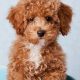 Adorable Teddy Bear Poodle Mix Puppies | Teddy Information – Everything You Need to Know About Teddy Bears