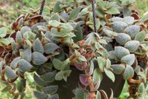 Charming Teddy Bear Vine Flowers: A Guide | Teddy Information – Everything You Need to Know About Teddy Bears