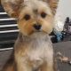 Adorable Teddy Bear Cut for Your Yorkie | Teddy Information – Everything You Need to Know About Teddy Bears