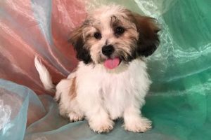 Find Adorable Teddy Bear Puppy Breeders in Iowa Now! | Teddy Information – Everything You Need to Know About Teddy Bears