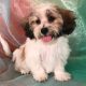 Find Adorable Teddy Bear Puppy Breeders in Iowa Now! | Teddy Information – Everything You Need to Know About Teddy Bears