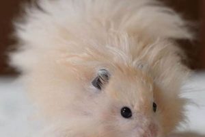 Adorable Teddy Bear Hamster Photos & Pictures | Teddy Information – Everything You Need to Know About Teddy Bears