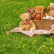 Celebrate Teddy Bear Picnic Day with Fun! | Teddy Information – Everything You Need to Know About Teddy Bears