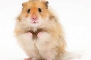 Adorable Teddy Bear Hamsters: Care & Info | Teddy Information – Everything You Need to Know About Teddy Bears