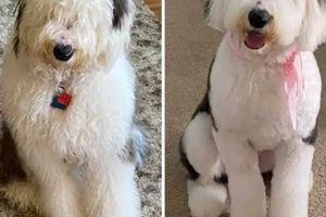 Adorable Teddy Bear Sheepadoodle Haircut Styles | Teddy Information – Everything You Need to Know About Teddy Bears