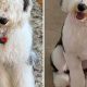 Adorable Teddy Bear Sheepadoodle Haircut Styles | Teddy Information – Everything You Need to Know About Teddy Bears
