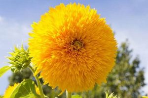 Grow Stunning Red Teddy Bear Sunflowers Easily | Teddy Information – Everything You Need to Know About Teddy Bears