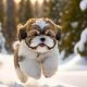 Adorable Shih Tzu Teddy Bear Cut: Care & Grooming | Teddy Information – Everything You Need to Know About Teddy Bears