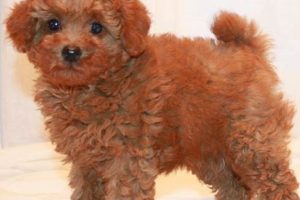 Adorable Full Grown Teddy Bear Toy Poodles: A Guide | Teddy Information – Everything You Need to Know About Teddy Bears