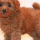 Adorable Full Grown Teddy Bear Toy Poodles: A Guide | Teddy Information – Everything You Need to Know About Teddy Bears