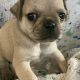 Adorable Teddy Bear Pugs for Sale Now! | Teddy Information – Everything You Need to Know About Teddy Bears