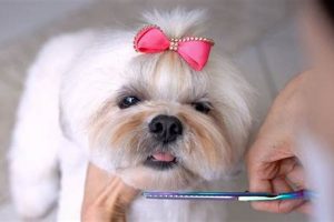 Adorable Lhasa Apso Teddy Bear Cuts & Styles Teddy Information – Everything You Need to Know About Teddy Bears Adorable Lhasa Apso Teddy Bear Cuts & Styles | Teddy Information – Everything You Need to Know About Teddy Bears