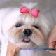 Adorable Lhasa Apso Teddy Bear Cuts & Styles | Teddy Information – Everything You Need to Know About Teddy Bears
