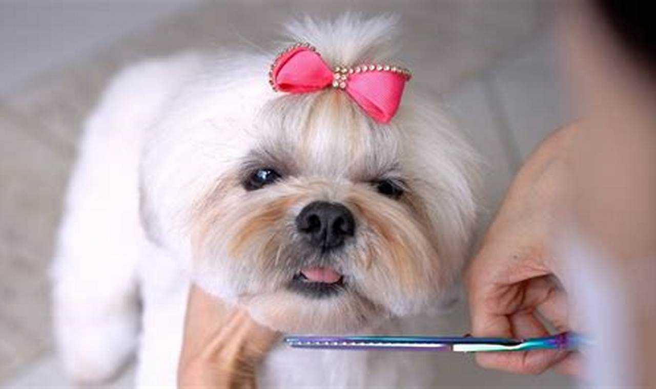 Adorable Lhasa Apso Teddy Bear Cuts & Styles Teddy Information – Everything You Need to Know About Teddy Bears Adorable Lhasa Apso Teddy Bear Cuts & Styles | Teddy Information – Everything You Need to Know About Teddy Bears