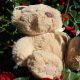 Charming Teddy Bear Rose Bush for Sale | Teddy Information – Everything You Need to Know About Teddy Bears