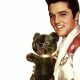 Elvis's Teddy Bear: A Musical Love Story | Teddy Information – Everything You Need to Know About Teddy Bears