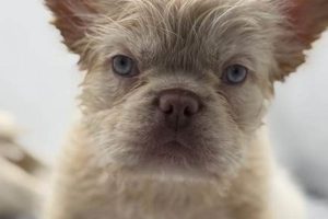 Teddy Bear French Bulldog Teddy Information – Everything You Need to Know About Teddy Bears Teddy Bear French Bulldog | Teddy Information – Everything You Need to Know About Teddy Bears