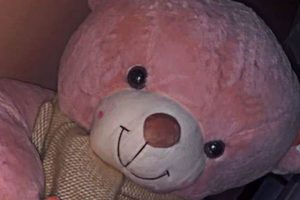 Cute Teddy Bear Snaps: Adorable Pics Teddy Information – Everything You Need to Know About Teddy Bears Cute Teddy Bear Snaps: Adorable Pics | Teddy Information – Everything You Need to Know About Teddy Bears