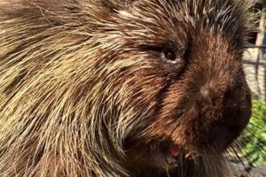 Cuddly Teddy Bear the Porcupine Plush Toys | Teddy Information – Everything You Need to Know About Teddy Bears