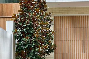 Find Teddy Bear Magnolias For Sale Near You Teddy Information – Everything You Need to Know About Teddy Bears Find Teddy Bear Magnolias For Sale Near You | Teddy Information – Everything You Need to Know About Teddy Bears