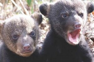 Adorable Real Bear with Plush Teddy Bear Cuddles Teddy Information – Everything You Need to Know About Teddy Bears Adorable Real Bear with Plush Teddy Bear Cuddles | Teddy Information – Everything You Need to Know About Teddy Bears