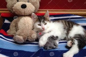 Adorable Kitten with Teddy Bear Cuddles | Teddy Information – Everything You Need to Know About Teddy Bears