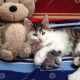 Adorable Kitten with Teddy Bear Cuddles | Teddy Information – Everything You Need to Know About Teddy Bears