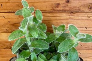 Cuddly Teddy Bear Tradescantia Care Guide | Teddy Information – Everything You Need to Know About Teddy Bears