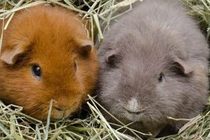 Adorable Teddy Guinea Pigs for Sale Near You Teddy Information – Everything You Need to Know About Teddy Bears Adorable Teddy Guinea Pigs for Sale Near You | Teddy Information – Everything You Need to Know About Teddy Bears