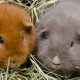Adorable Teddy Guinea Pigs for Sale Near You | Teddy Information – Everything You Need to Know About Teddy Bears
