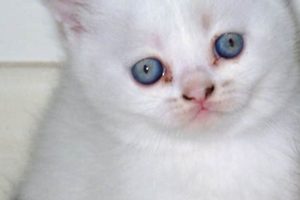 Adorable Teddy Bear Kittens for Sale Now! Teddy Information – Everything You Need to Know About Teddy Bears Adorable Teddy Bear Kittens for Sale Now! | Teddy Information – Everything You Need to Know About Teddy Bears