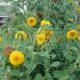 Are Teddy Bear Sunflowers Real? Facts & Growing Tips | Teddy Information – Everything You Need to Know About Teddy Bears
