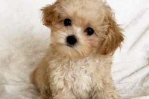 Adorable Teddy Bear Maltipoo Puppies Now Available! | Teddy Information – Everything You Need to Know About Teddy Bears